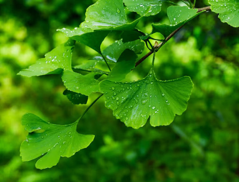 Ginkgo Biloba: 200 Millionen Jahre Brain-Boosting