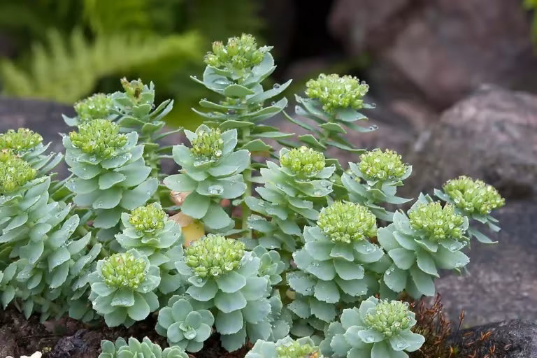 Rhodiola Rosea: Die Lösung der Natur für geistige Klarheit und Stressresistenz