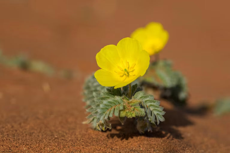 Tribulus Terrestris: Vorteile, Wissenschaft und traditionelle Verwendungen erklärt